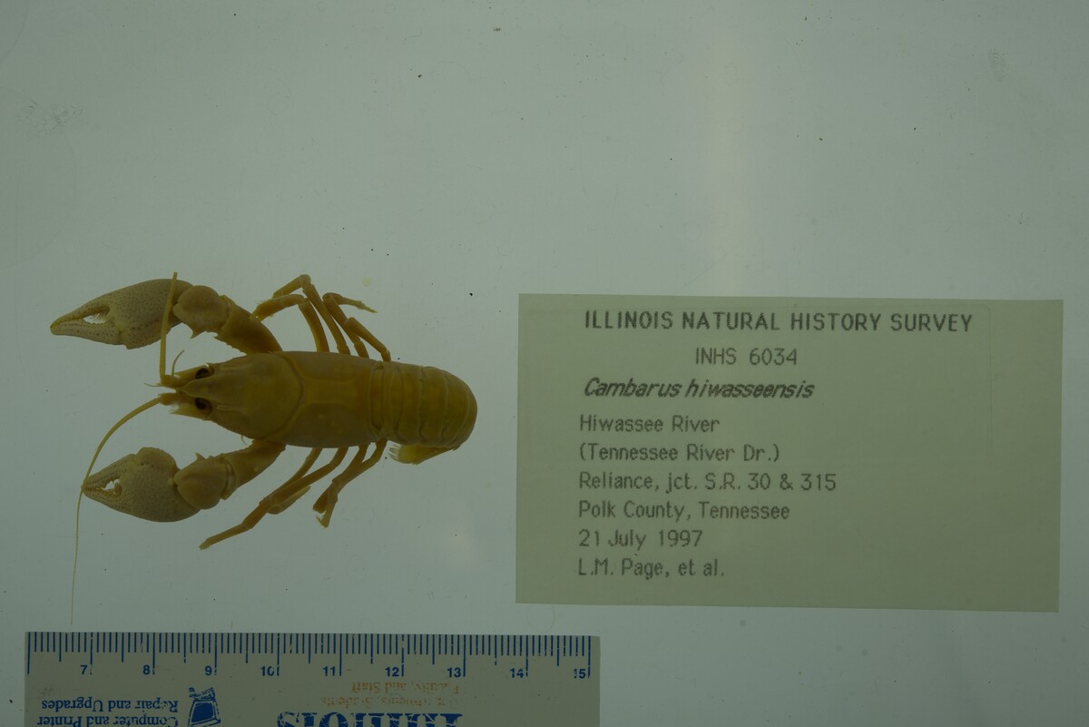Cambarus hiwasseensis image